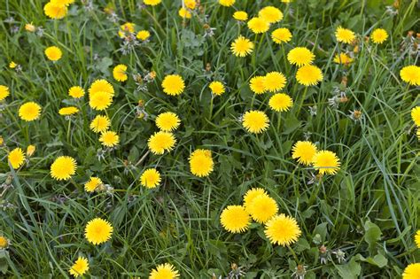 Dandelion Magic for Dreamers: Enhancing Lucid Dreaming and Astral Projection